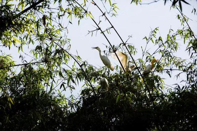 四川南充农村山竹林里飞来了一群鸟形似白鹤有人认识吗