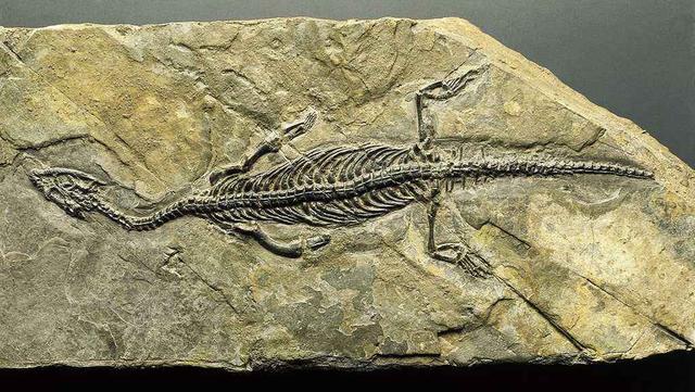 恐龙琥珀化石复活图片