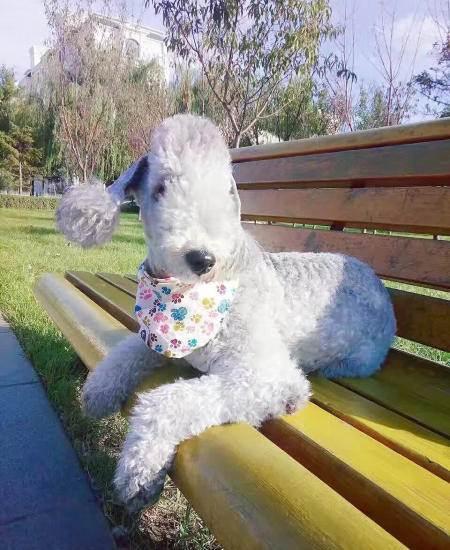 原创贝灵顿梗是禁养犬有哪些原因呢
