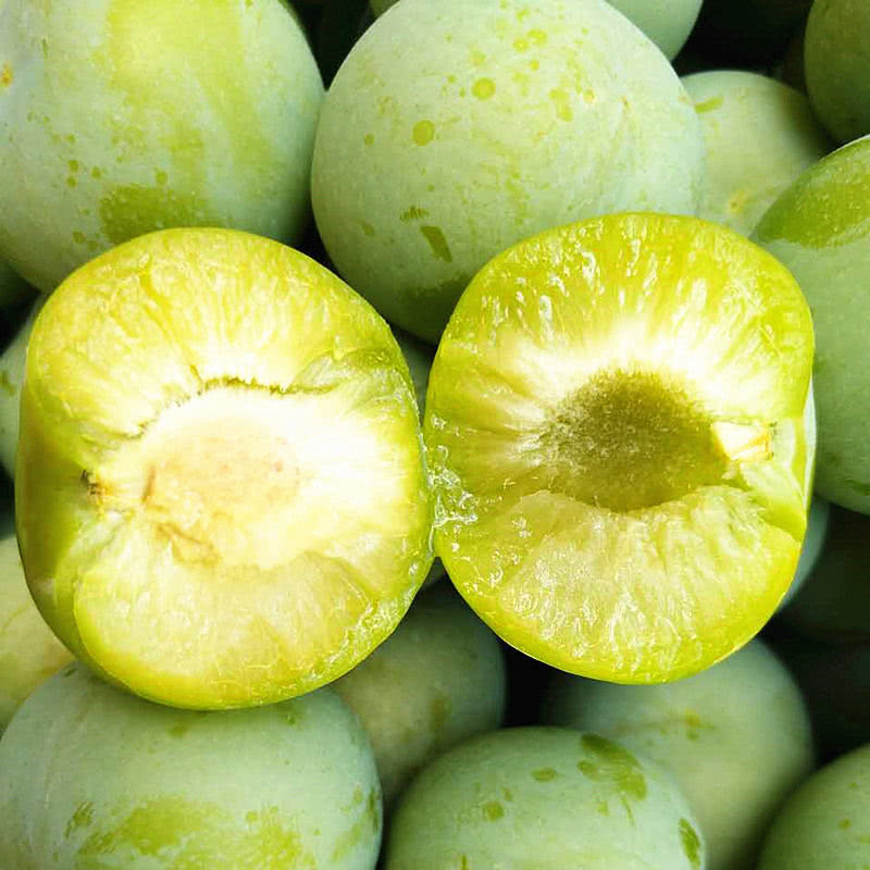 快到了吃李子季节贵州蜂糖李甜得像初恋