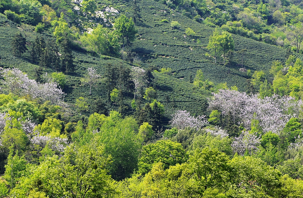 信阳云雾山茶场图片