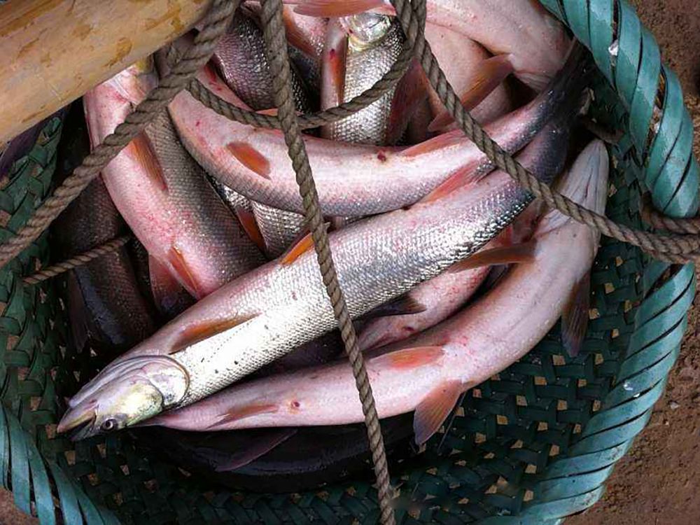 近些年来,鳡鱼已经实现人工养殖,它的生长速度快,一般养殖2-3年就可以