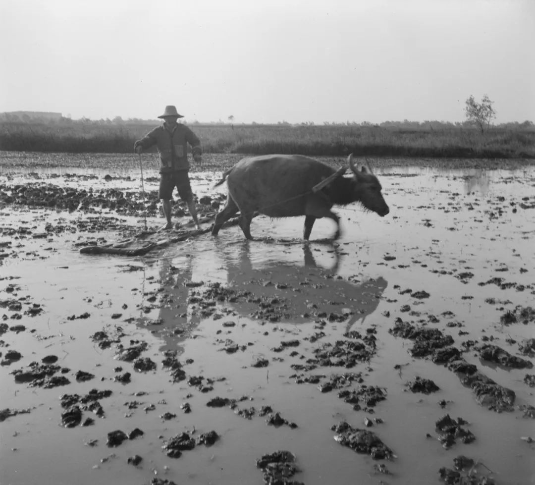 原创老照片:40年代的原始耕种方式