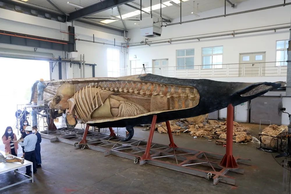 世界上第一只被塑化的抹香鲸标本将在金石滩展出