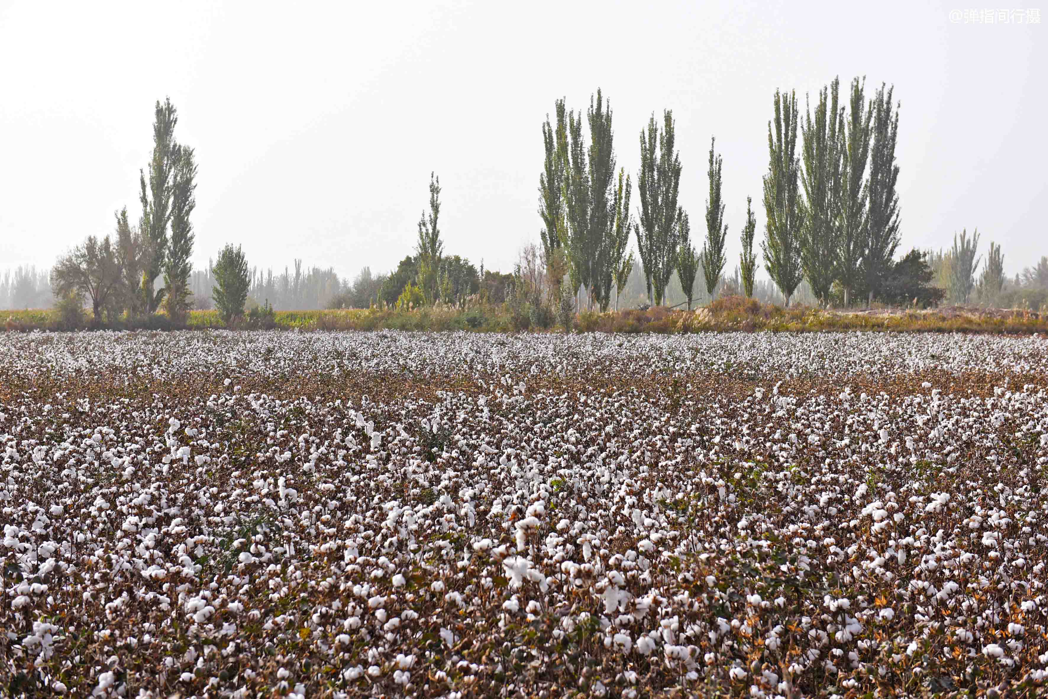 新疆棉花种植巨变,昔日采棉大军争相淘金,如今机器取代人工