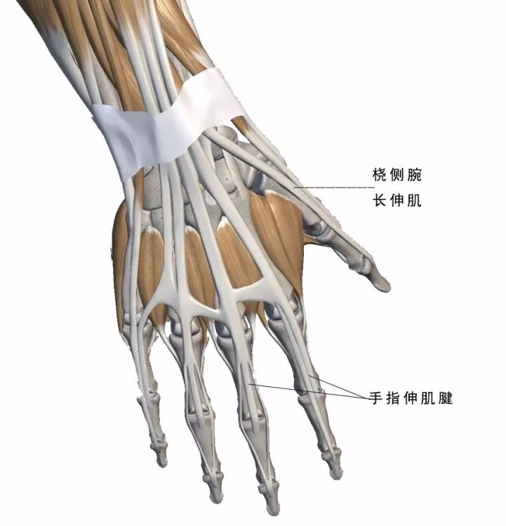申少解读 | 手部结构解剖分析与讲解_手指