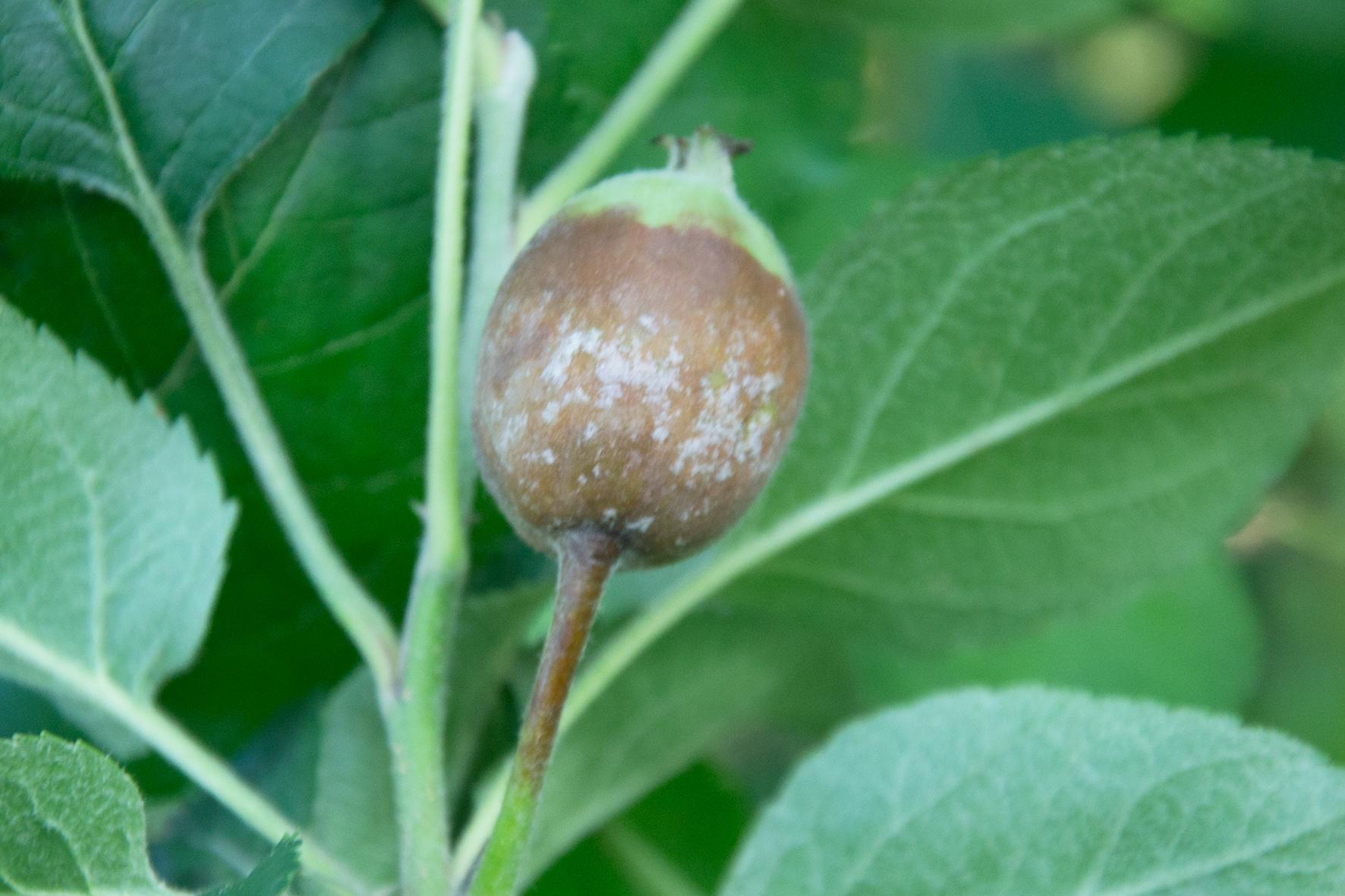 苹果疫腐病属于土传病害,病菌的越冬就是在果园的
