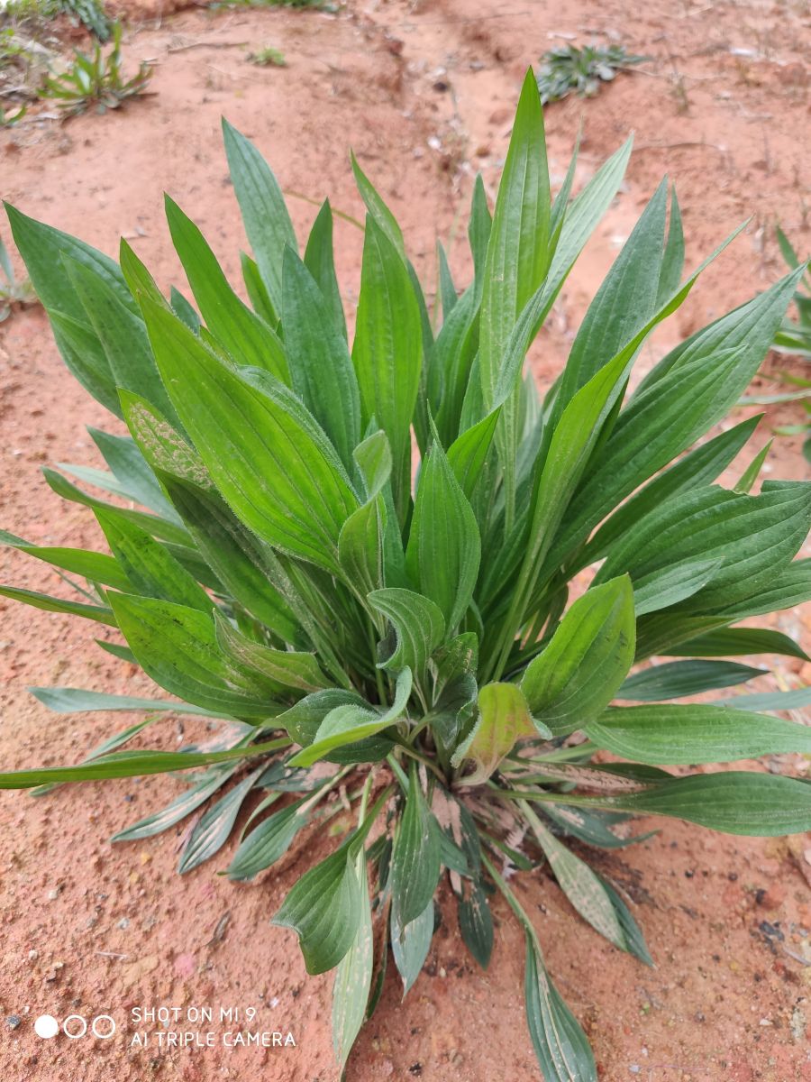 庆元植物1145车前科车前属长叶车前