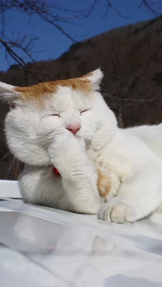 高清动物手机壁纸