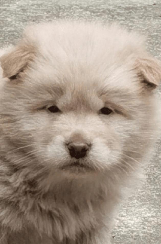 李荣浩晒小狗照片网友调侃眼睛比你大