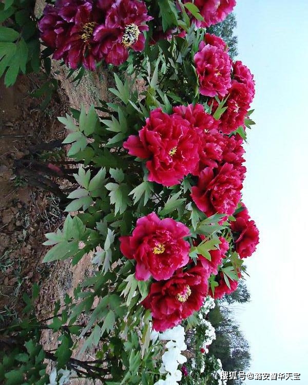 果然还是牛人多!一百种牡丹花竟然都能知道名字,你认识几个