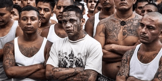 ms-13" 中的ms是西班牙文的缩写,翻译过来就是"野蛮的萨尔瓦多人".