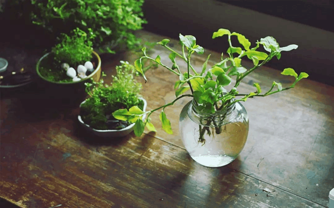 青梅|芒种，一年中最湿的节气，重在养心阳祛暑湿