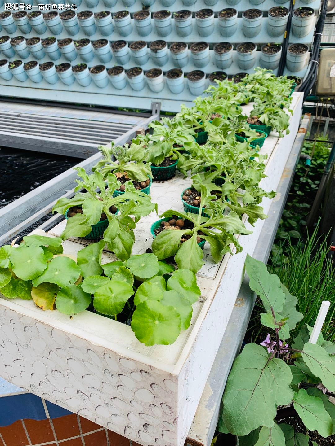 普通鱼缸轻松改造鱼菜共生,利用空间还能种菜养鱼