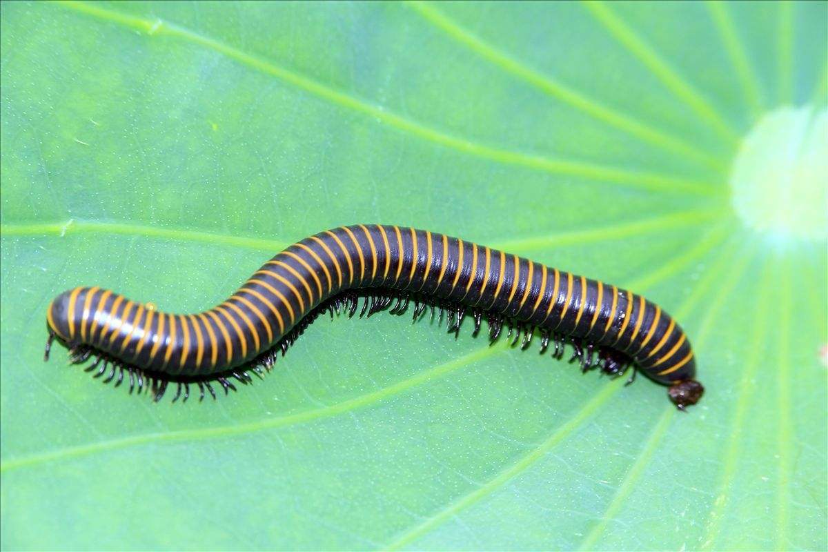 奇闻令人咂舌最古老的陆地动物确定4亿年前35米长史前巨虫