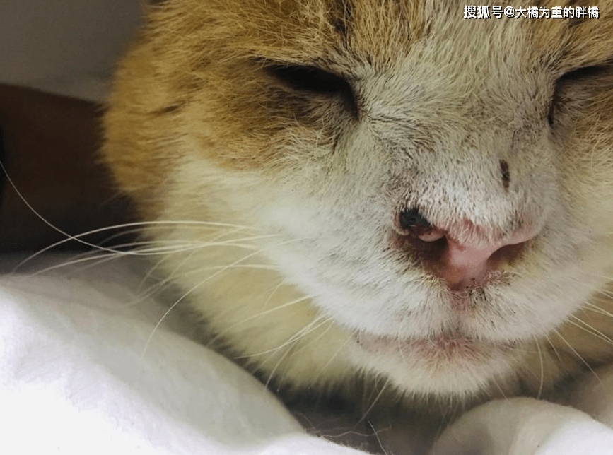 流浪猫太温顺却受伤害,鼻子被人"戳伤",相识3天的女子帮了它