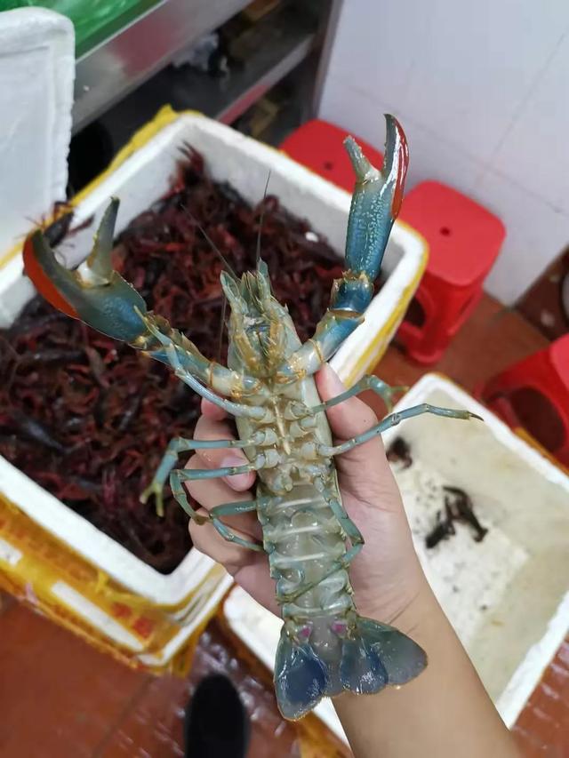 这条虾要火了,塘头最高120元/斤!养殖面积暴增50%