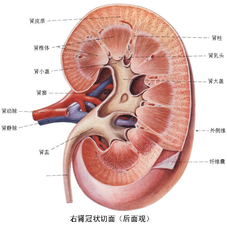 精彩解剖 肾脏,输尿管,膀胱,肾上腺,前列腺