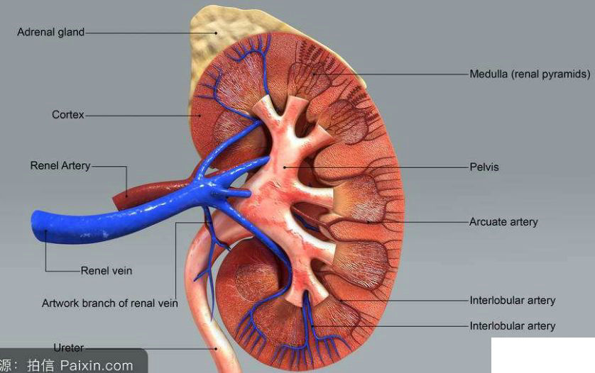 精彩解剖 肾脏,输尿管,膀胱,肾上腺,前列腺