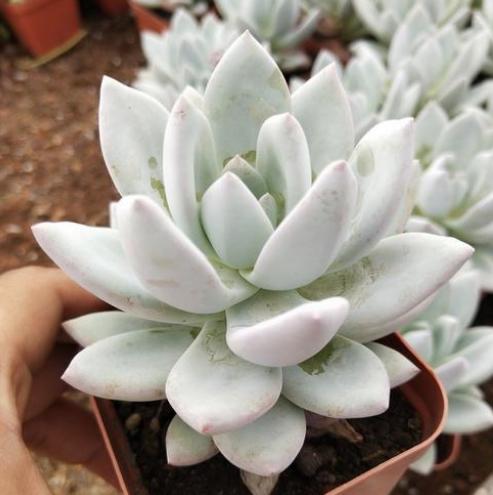 喜欢多肉霜之朝夏季盆栽注重6点淡蓝色的叶片个个带白霜