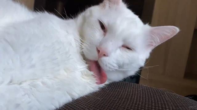 睡觉的时候,舌头吐露在外面,翻白眼!