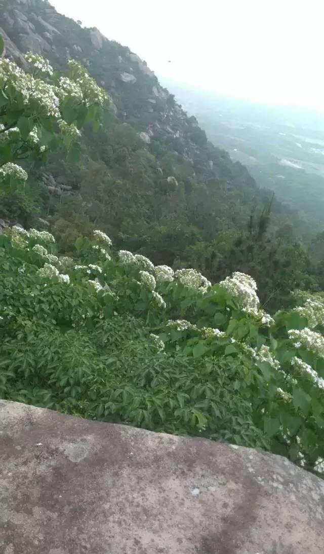 三月的海云岩福建漳浦王碧月