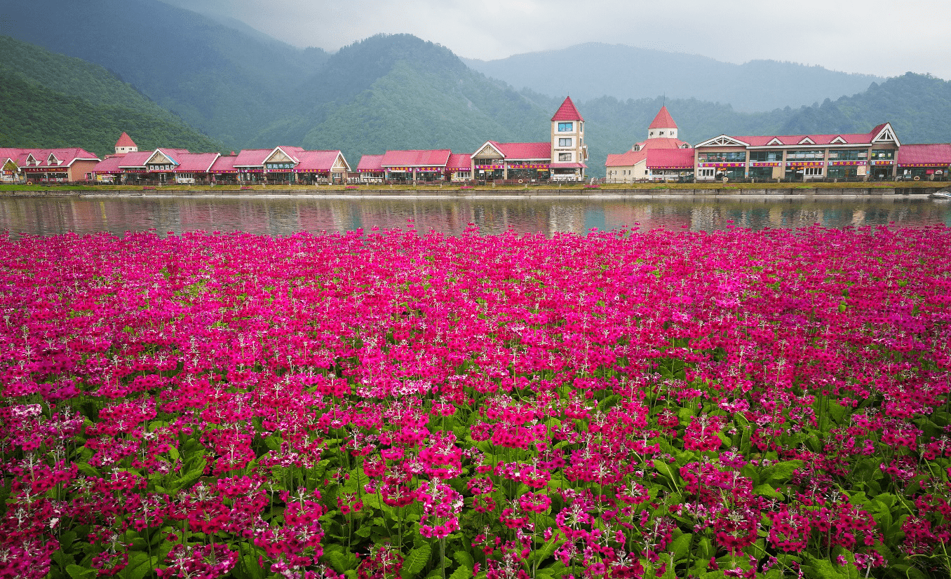 随着6月的到来,西岭雪山冰雪消融,迎来了比成都平原迟了一季的春天.