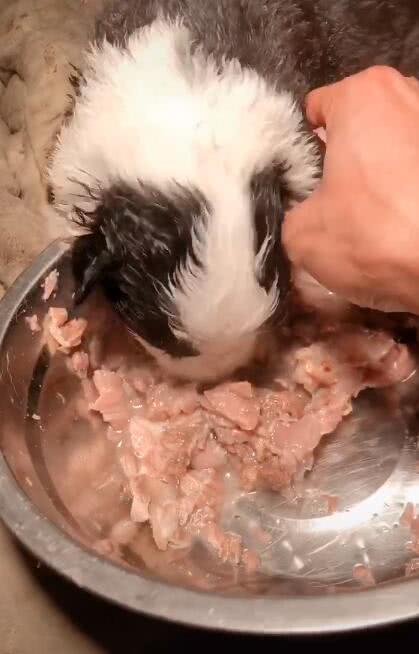小奶狗吃肉跑进盆里,狼吞虎咽,一盆牛肉全被吃个精光!