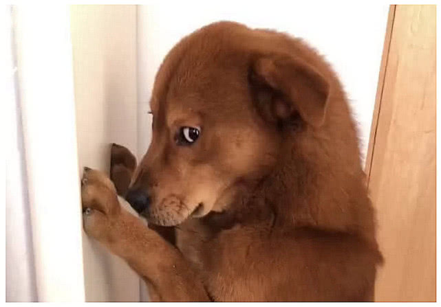 狗狗藏鞋子被男子罚站,刚准备说教一下它,低头一看顿时笑喷了!