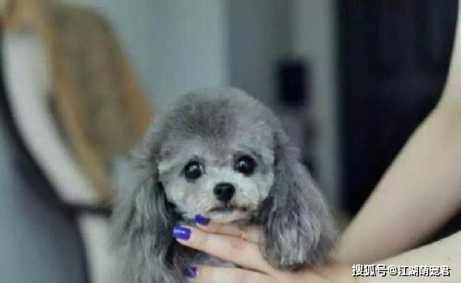 你见过灰泰迪吗?为啥它的价格比其它颜色的泰迪高很多?_灰色