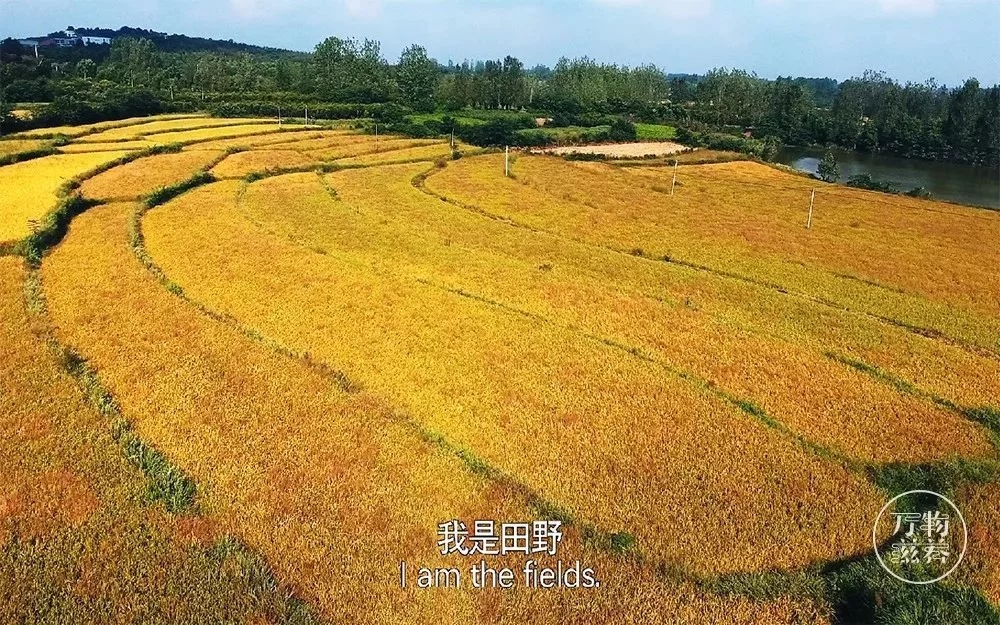 经典美食类纪录片,最好的下饭神器