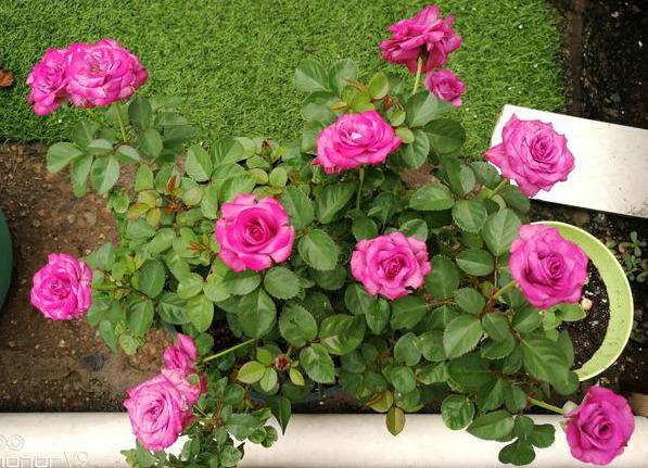 冥王星阳台月季——紫色微月(荷兰阳台系列)