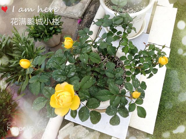 火星王阳台月季金色微月荷兰阳台系列