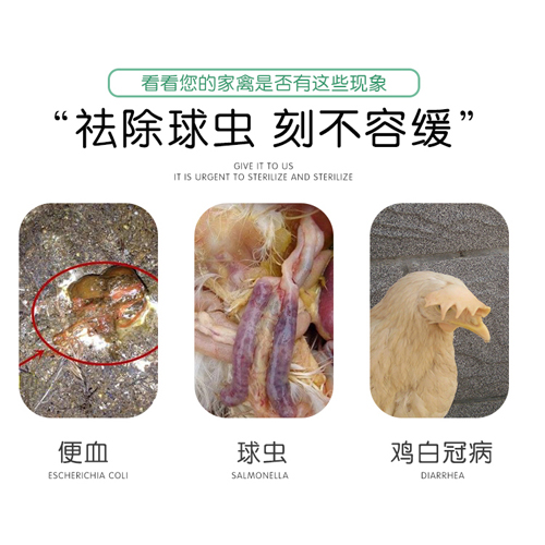 无抗饲料原料五味常青提取物防治鸡球虫病的作用,五味常青提取物畜禽