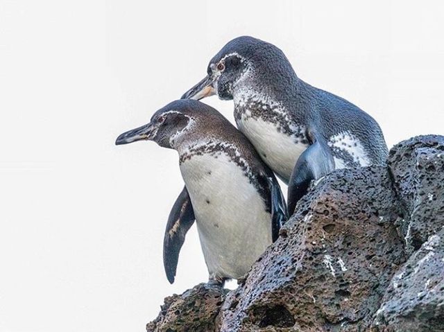 你知道吗赤道上也很"凉快",企鹅,海狮正在快乐的玩耍!