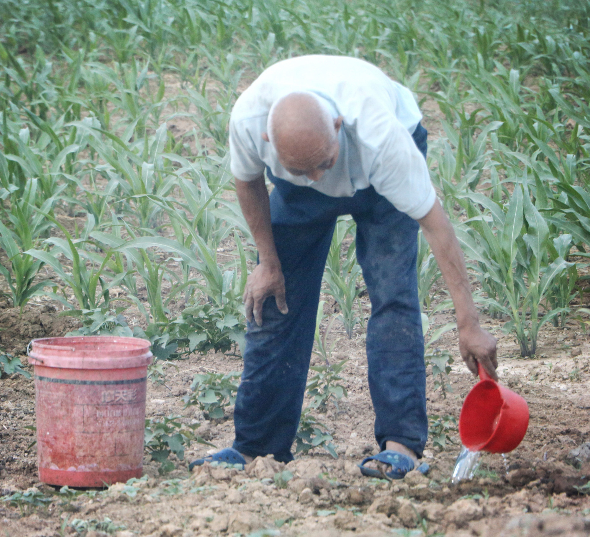 临颍:麦收之后,地里的农民都在为这事儿忙活