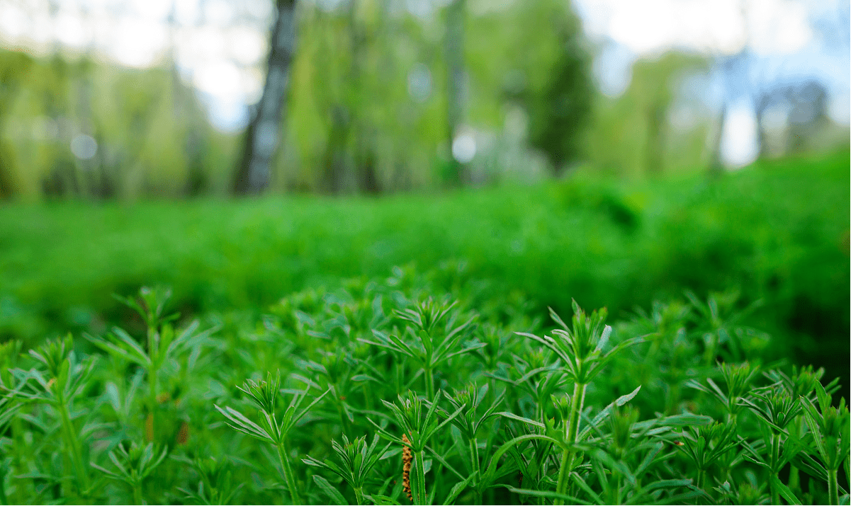 水生植物志|常见种草药——苦草