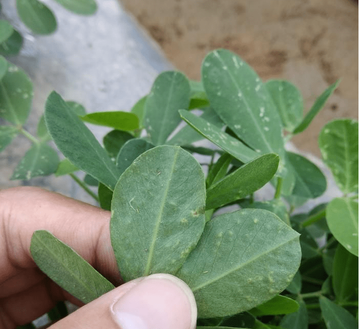 花生蓟马危害图片图片