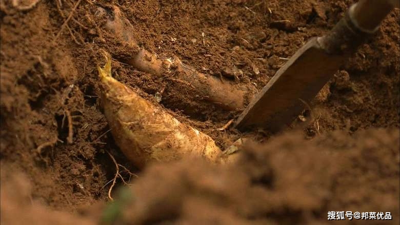 冬笋3,鞭笋:鞭笋又称鞭梢,笋鞭,边笋,是各类食用竹类夏季和秋季生长的