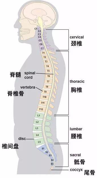 人体脊柱拥有3个自然生理曲度,具有支持躯干,保护内脏,保护脊髓,以及