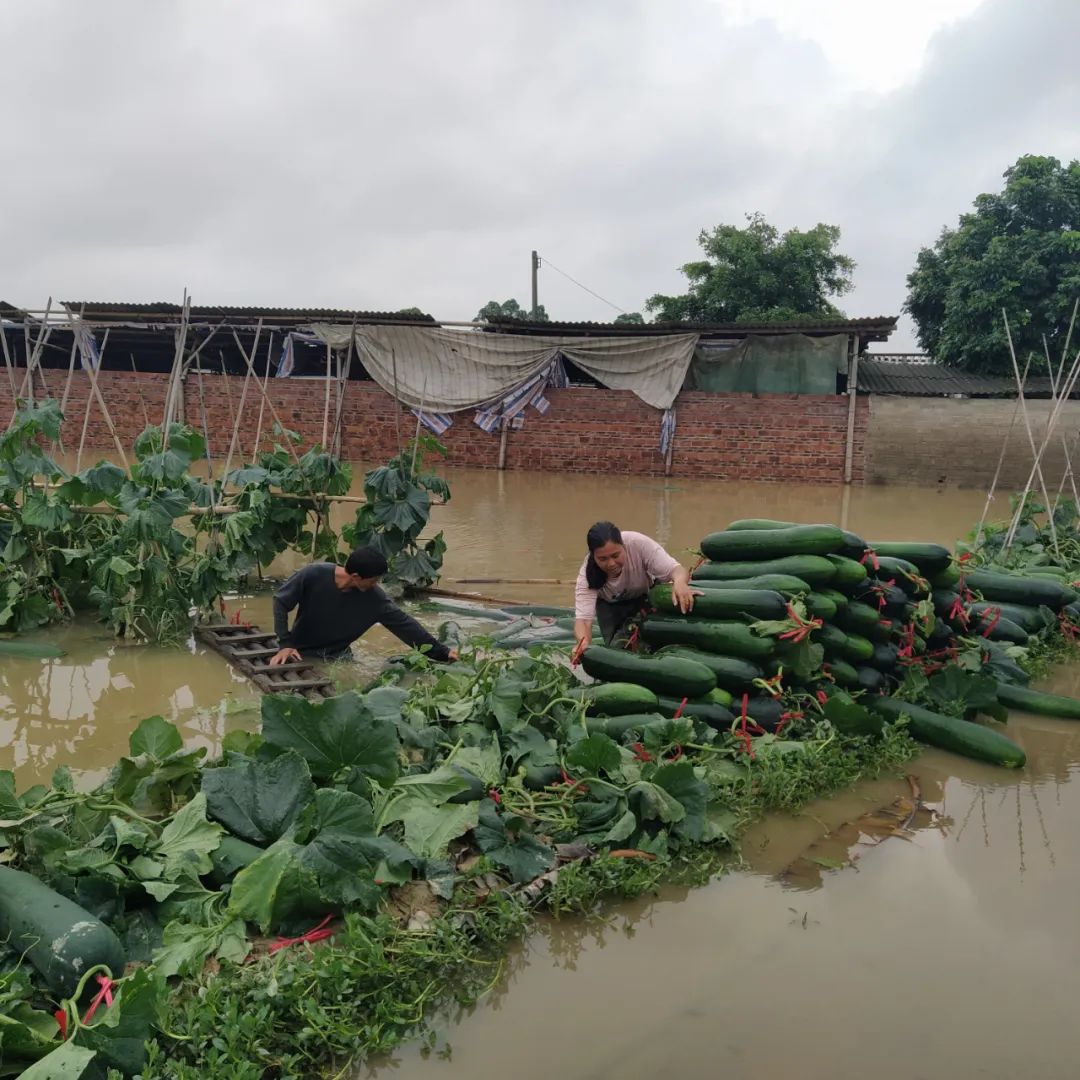 【爱心助农】佛冈龙山关前10万公斤冬瓜受暴雨水浸,急求销售!