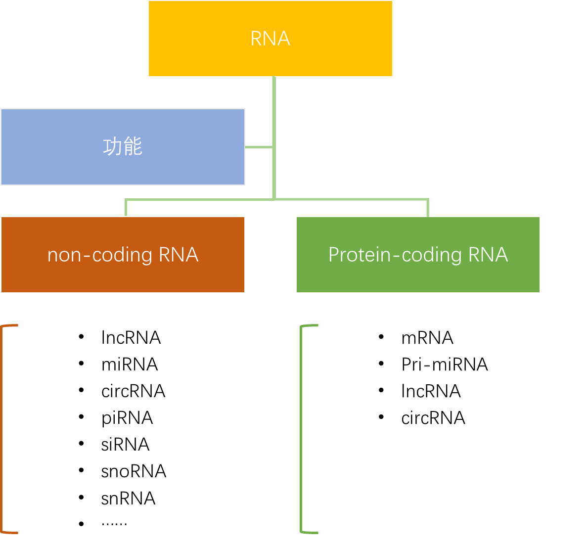 各種non-coding rna都有著各自不同的使命,例如:trna(轉運rna):氨基酸