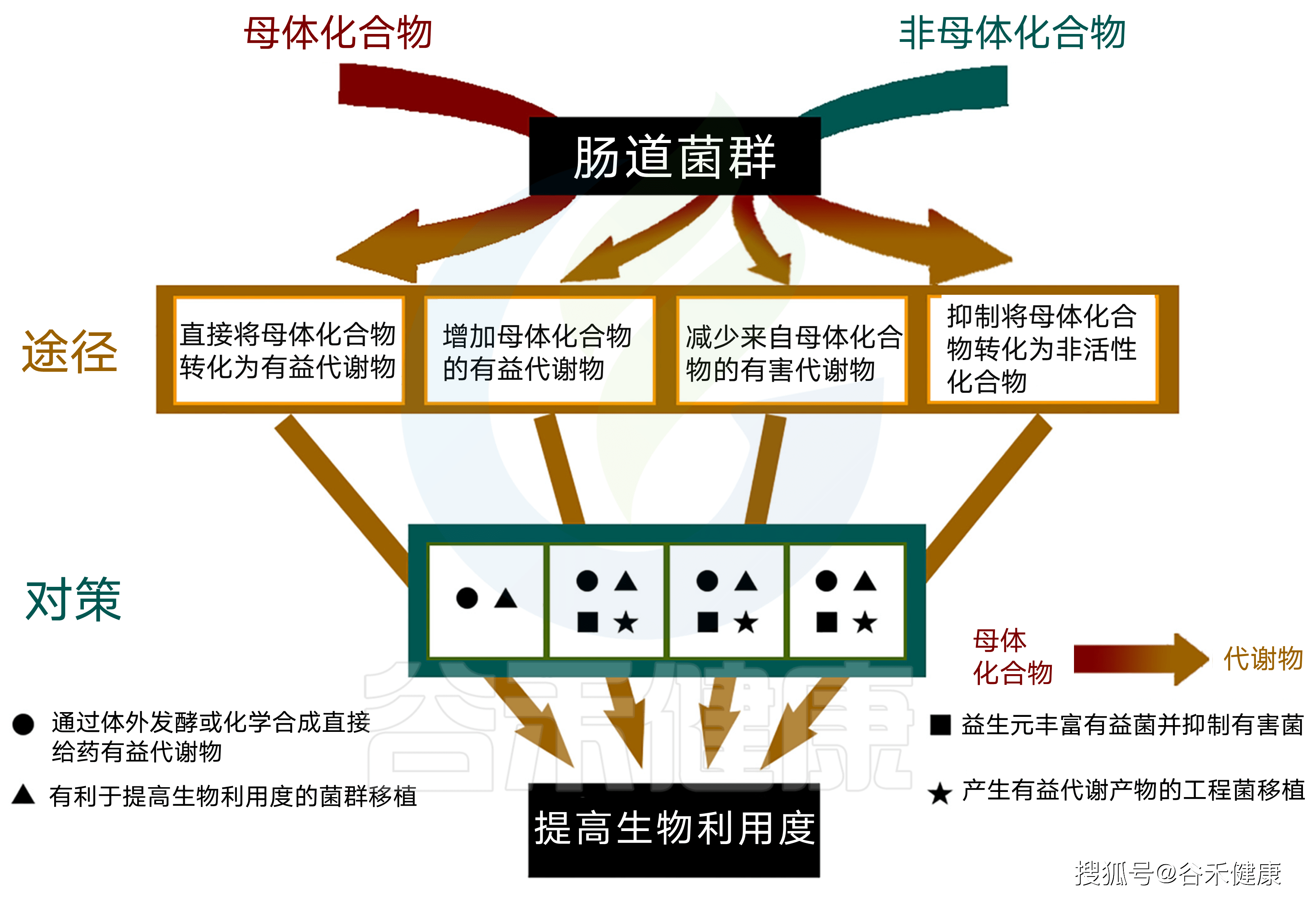 药到病除功能性食品到底有没有用关键还要看你的肠道微生物