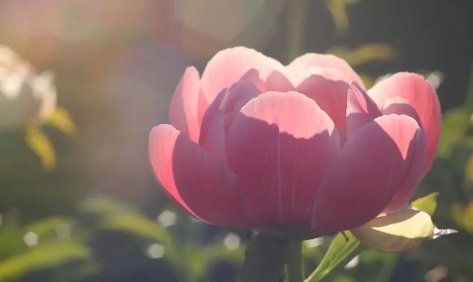 董明珠直播卖货的野心:打造格力版互联网直卖模式-家电圈官网