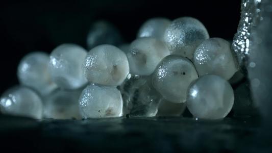 你知道野蛞蝓就是鼻涕虫吗刮食猕猴桃嫩芽幼苗危害严重咋防治