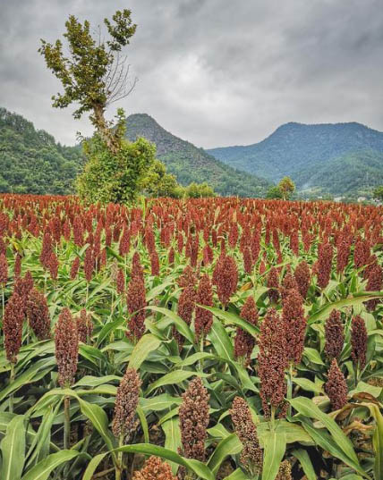 小麦有品崇尚健康饮酒纯酿粮食制作白酒品质