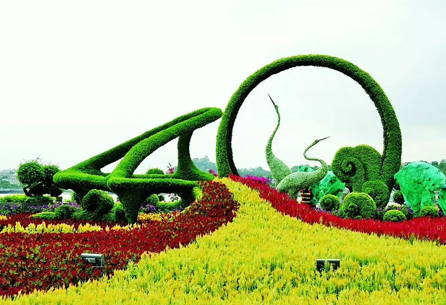 江苏景盛源绿雕丨绿雕厂家五色草造型,真植绿雕常用植物特性