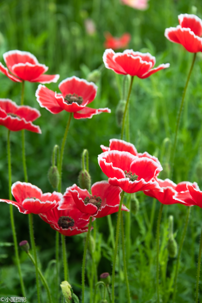 花卉摄影:虞美人花开瓣瓣艳丽,似彩云朵朵似蝶儿翩翩起舞