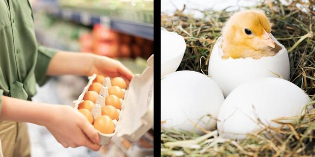 超市买的鸭蛋孵出小鸭子?超市:养殖场周围有流氓鸭子捣乱