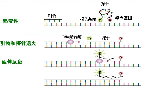 荧光定量pcrqpcr